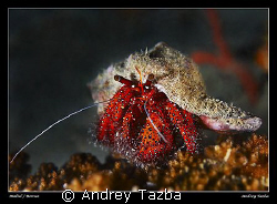 Hermit. by Andrey Tazba 